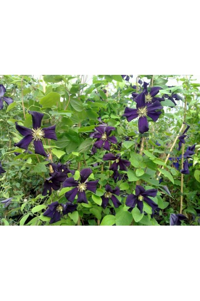 Клематис Романтика опис